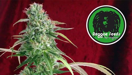 History Of Juanita La Lagrimosa Cannabis Strain Grow Shop Italia