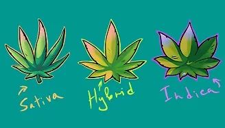 Differences between indica and sativa