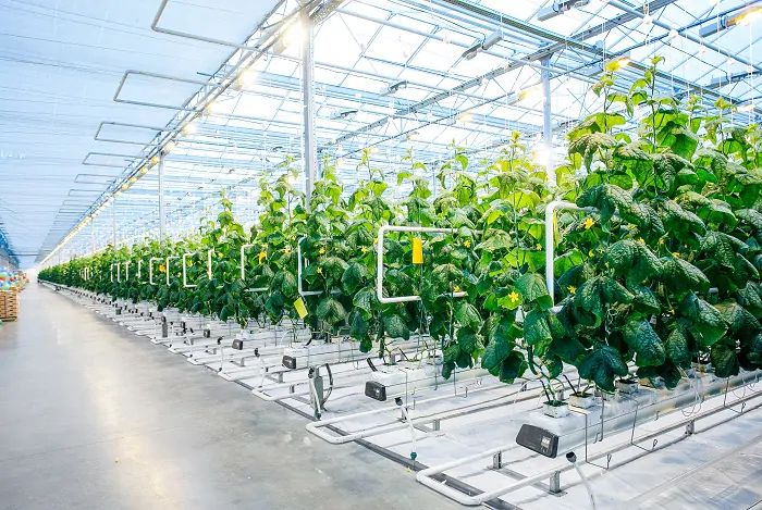 Hydroponics plants grow your vegetables garden