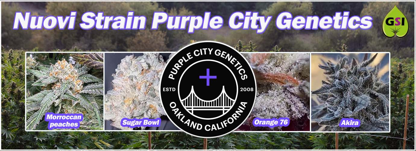 purple city genetics